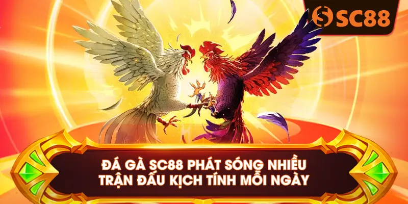 Đá gà SC88 phát sóng nhiều trận đấu kịch tính mỗi ngày